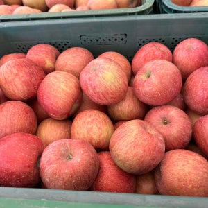 안동사과 당도보장 맛없으면 환불가능 가정용 부사 대과 10kg