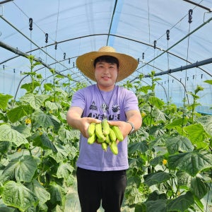 [당일수확 산지직송] 예스팜 백다다기 소박이오이 오이지오이 당일수확 5kg