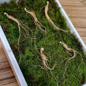 화천심마니 강원도 5~6년근 장뇌삼 산양삼 5뿌리 부모님 감사 효도 건강 명절 선물세트