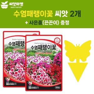 세계종묘 수염 패랭이꽃 씨앗 500립 패랭이꽃씨 야생화 종자 2개+끈끈이 1p
