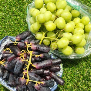 고당도 캔디하트 포도 잭살루트 어텀크리스피 애플청포도 블랙사파이어 수입포도