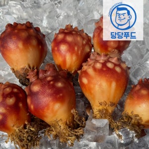 산지직송 통영 활 멍게 1kg + 1kg