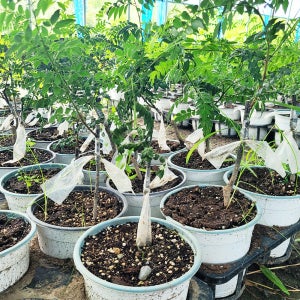 자연아침 다수확 초피나무 묘목 베란다 텃밭가꾸기 가시없는 민초피나무