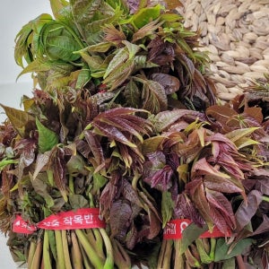 가죽나물 참죽나물 자연산 여름두릅 어린순 참가죽 오가피순 옻 참두릅 땅두릅 1kg 500g