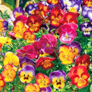 팬지 꽃 씨앗 레인보우 혼합 / 10립 믹스 F1교배종 종자 비올라 꽃씨 몰 고급 종자