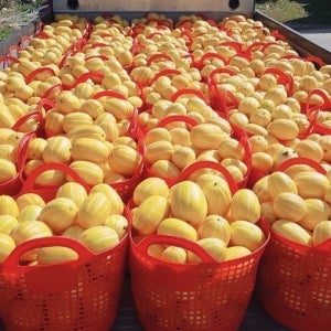 다이쓰 영양 가득 아삭아삭 달달 경북 성주 꿀참외 가정용 2kg 3kg 5kg 10kg
