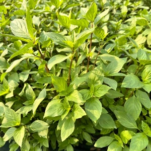 훌라파 호라파 타이바질 500g, 1개