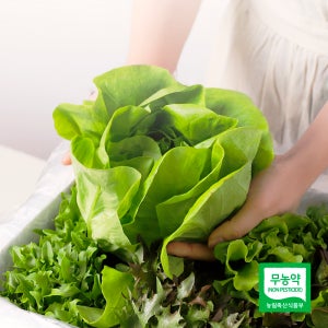 참도깨비 무농약 친환경 유럽 샐러드500g 외 1kg 유러피안 버터헤드 모듬 쌈채소야채