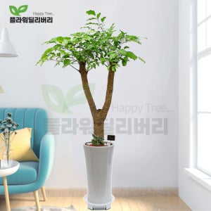행복나무 개업화분 해피트리 축하선물 사무실 식당 카페 병원 나무화환