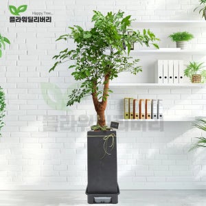 해피트리 당일배송 카페 병원 고급화분 행복나무 개업화분 축하선물 사무실