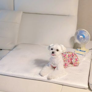 페리가토 강아지 여름 쿨방석 슈퍼 냉감 고양이 포르페 쿨매트