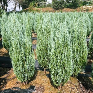 문그로우 묘목 2년생 30cm포트묘 50그루 노지월동 울타리나무