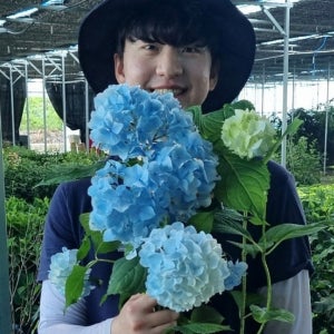 엔들리스써머 수국 P13포트 나무 묘목