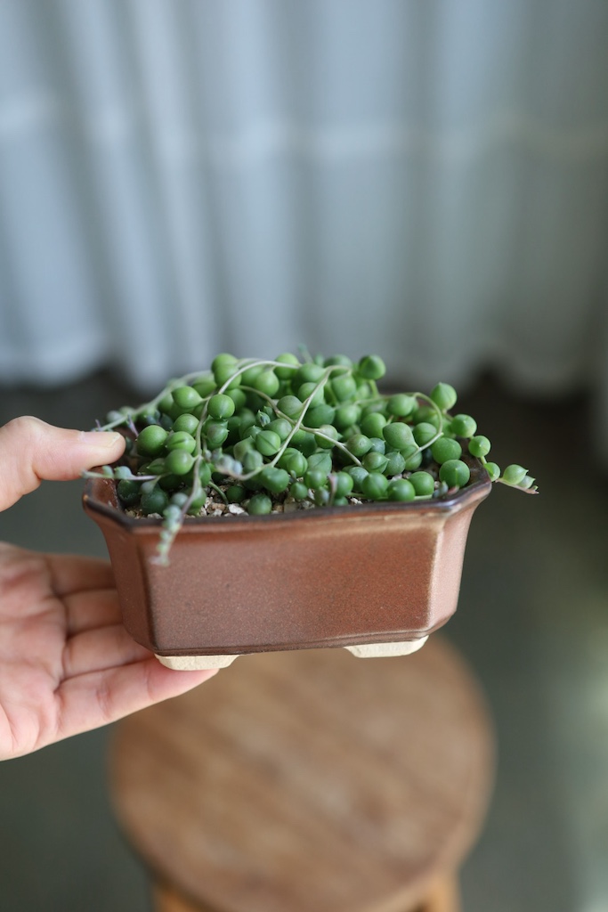 [<b>위트</b>앤<b>그라스</b>/동일품] 녹영 초코사각분