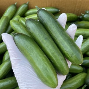 제철밥상 미니오이 1kg 아삭한 수분가득 스낵오이