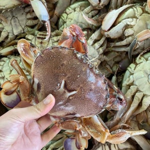 국내산 황게 금게 깨다시꽃게 가정용 업소용 특급 선별