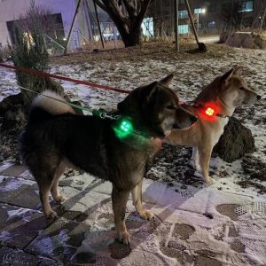 피너츠 강아지 usb 충전식 야간산책 led 라이트 하네스 목걸이 블링커