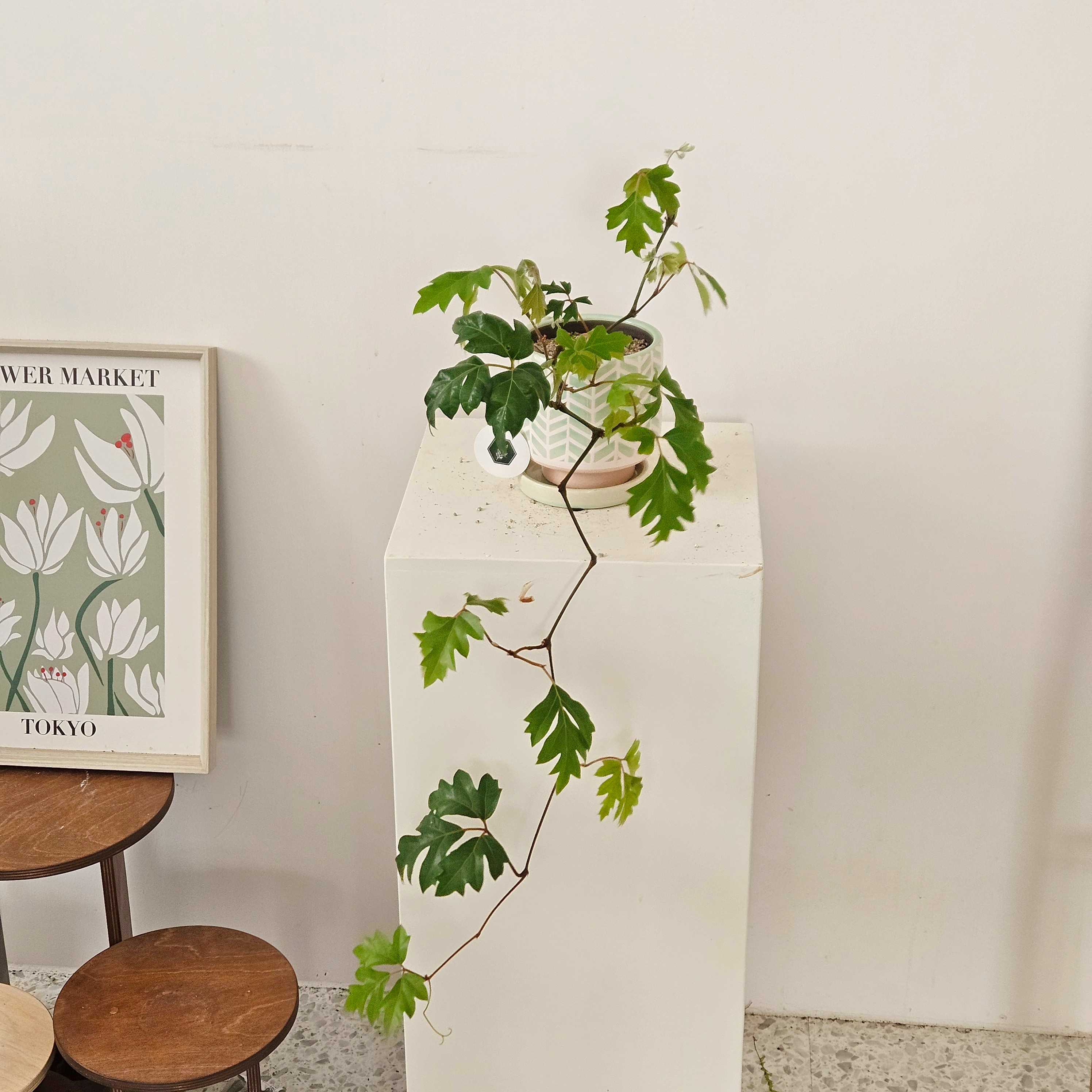 (동일품) 헤이리프 포도 <b>아이비</b> 시서스 엘렌다니카 참나무잎 덩굴식물 키우기 쉬운