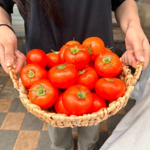 주은이의식탁 달다팜 상태 최상 안전한 선택 빨간 완숙 토마토 3kg, 5kg, 10kg