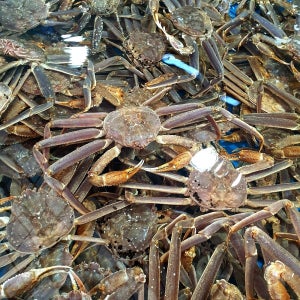 수입 제철 북해도 대게철 박달대게 마가단 프리모리 3kg 홈파티