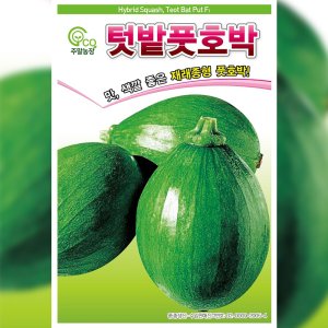 호박씨앗종자 텃밭 풋호박 600립