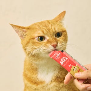 [100원이벤트] 캣템 미니스틱 짜먹는 고양이 츄르 간식 참돔, 6g, 1개