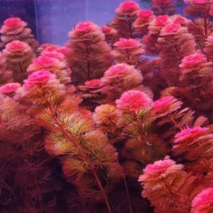 검역 레드카붐바 5촉 구피 쉬운 수초 붉은 새우 은신처 암브리아 부상