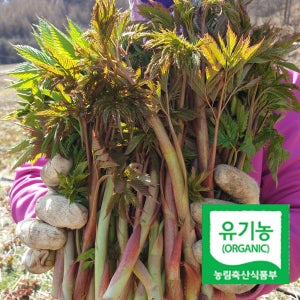 유기농 강원도 홍천 능개승마 건나물 삼나물 산나물