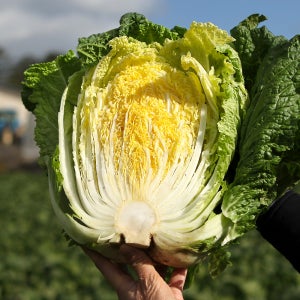 땅끝 해남 절임배추 20kg 전라도 절인배추 월동 김장배추 휘파람