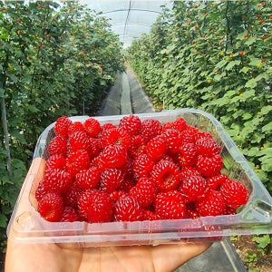 국내산 경상도 냉동 산딸기 2팩 (250g+250g) 나무딸기 생딸기 현구자