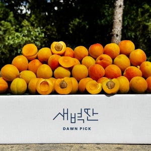 영천 만금 살구 플럼코트 노지 하코트 1kg 5kg