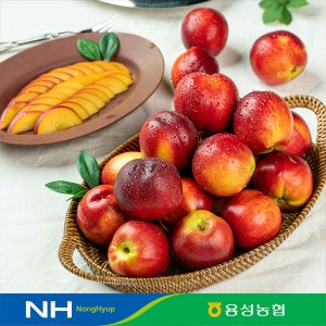 산지직송 경산 용성농협 천도 신비 신선 복숭아(천홍 선프레 레드골드 후레버탑 오월도)