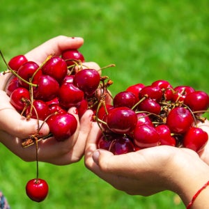 칠레 생체리 500g 1kg