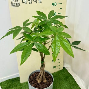 파키라 트위스트 삼식꽈배기 (H80) 공기정화식물 개업선물 돈나무 관엽 플랜테리어 대성식물