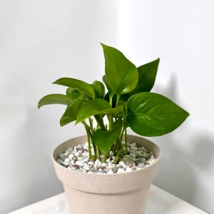 스킨답서스 키우기쉬운 공기정화식물 송플로우