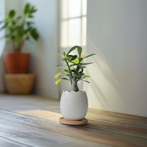 미니 바오밥 나무 다육이 선인장 석화 키우기 괴근 공기정화 식물 아데니움