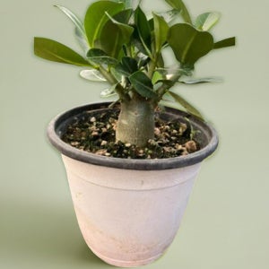 미니 바오밥 나무 다육이 선인장 석화 키우기 괴근 공기정화 식물 아데니움