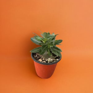 미니 바오밥 나무 다육이 선인장 석화 키우기 괴근 공기정화 식물 아데니움