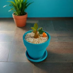 미니 바오밥 나무 다육이 선인장 석화 키우기 괴근 공기정화 식물 아데니움