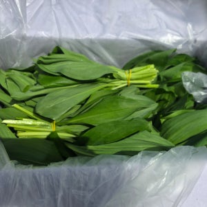 강원도 명이나물 산마늘 명의나물 생명이나물 산나물 1kg
