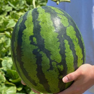 고당도 씨없는 수박 하우스 꿀수박 흑수박