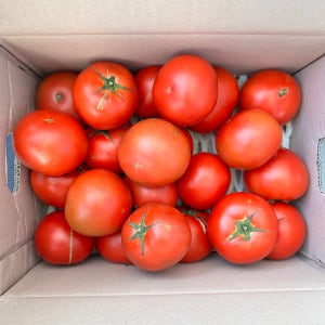 토마토 효능 못난이 쥬스용 5kg 유럽종 주스용