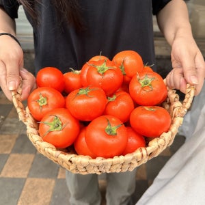 못난이 쥬스용 토마토 10kg 10키로 주스용 토마도