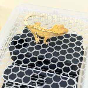 [매쉬 뚜껑 소]적재형 사육장 렉사 대체 JIF 레파즈 조이클린 분무 덮개 크레스티드게코