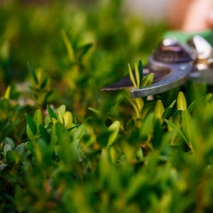 광명시 봉분 묘 묘지 벌초 대행 잡초제거 예초작업 친환경제초제