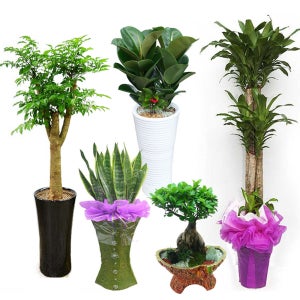 광주 서구식당개업화분 서구 카페개업화분배달 천사플라워