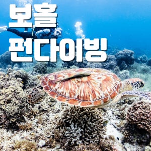 [보홀 펀다이빙]PADI 5스타 보홀 스플래시 다이브 센터 스쿠버 다이빙