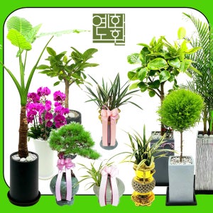 서울 종로구 개업화분 축하난 연건동 화분선물 사무실 식당 병원 개업식 관엽48종 전국꽃배달