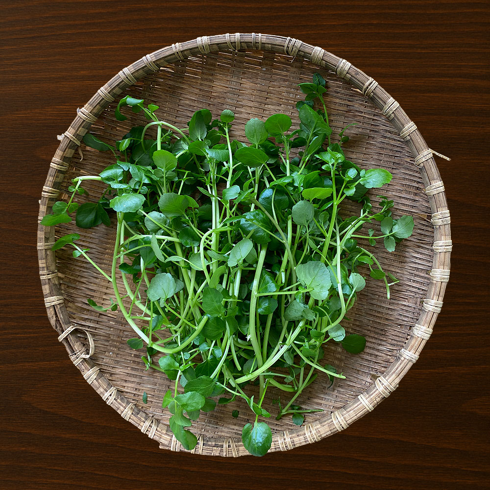 샐러드 채소 <b>물냉이</b>