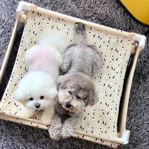 두그루 반려동물용 침대 강아지해먹 고양이해먹 [모듈BIG 카멜리아]